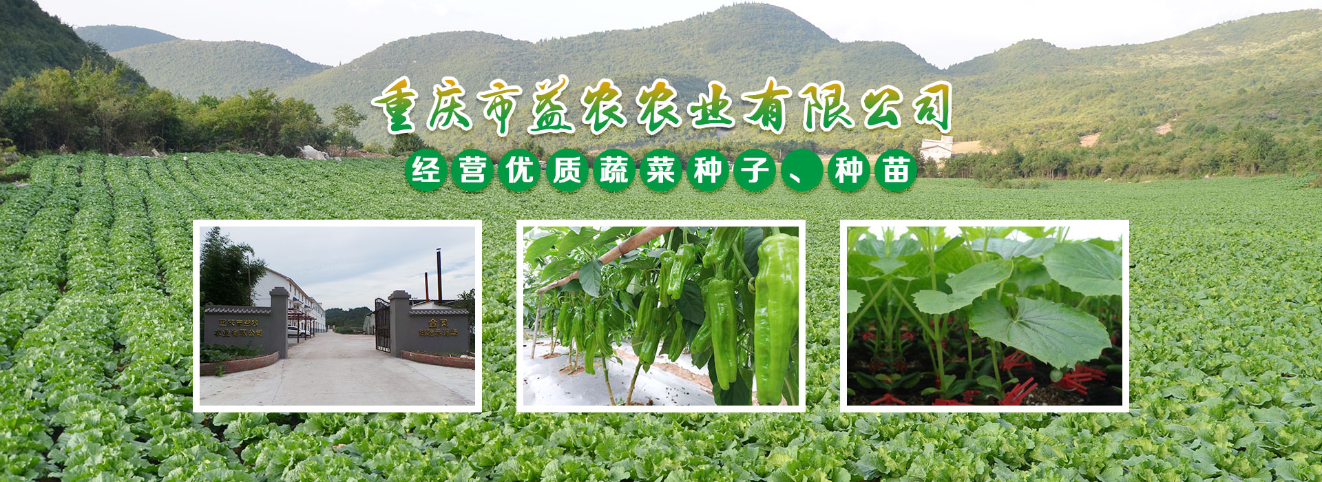 金鳳品比試驗(yàn)及育苗基地，位于重慶市九龍坡區(qū)金鳳鎮(zhèn)虎峰村，建設(shè)規(guī)模40畝，總投資300余萬(wàn)元。育苗場(chǎng)在市農(nóng)科院蔬菜花卉研究所的技術(shù)支撐下，開(kāi)展蔬菜新品種繁育、新品種的品比試驗(yàn)、示范及篩選工作。并開(kāi)展苦瓜、茄子、番茄、西瓜種苗的培育育及嫁接工作。